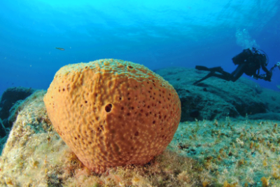 Réunion CORMON sur la surveillance de la biodiversité en Méditerranée