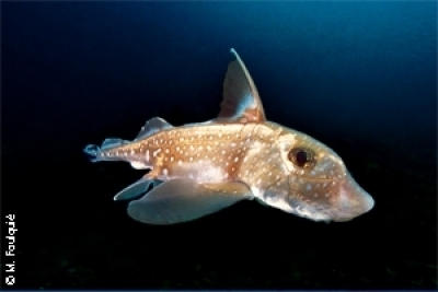 ASPIM en mer ouverte ASPIM en mer ouverte