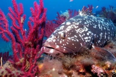 La version arabe de la brochure "The Science of Marine Protected Areas" est enfin disponible