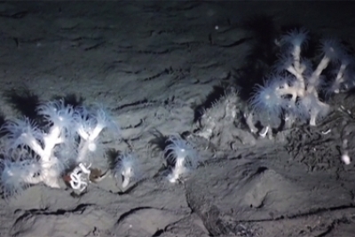 Deep Sea Lebanon Project