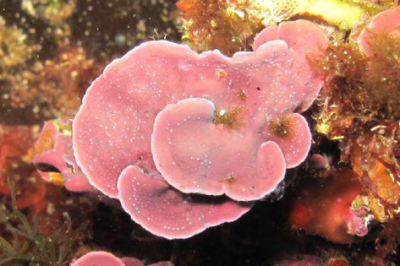 Action Plan on Coralligenous & other Calcareous Bio-concretions