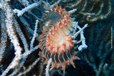 Vers une meilleure conservation des habitats marins au Maroc