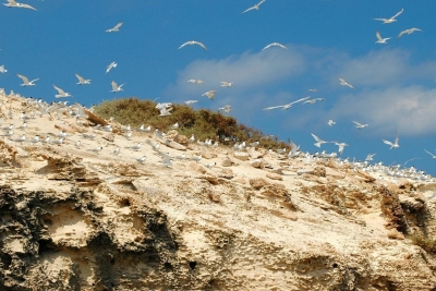 Call for the development of an assessment of the legal and institutional framework for the establishment of MCPAs in Libya