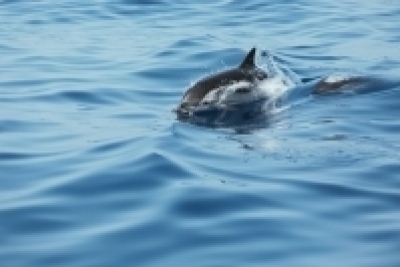 Plan d’action pour les cétacés Plan d’action pour les cétacés