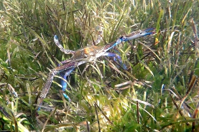 Nouveaux rapports publiés sur la gestion des crabes bleus en Méditerranée