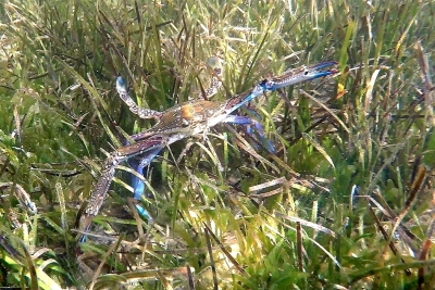 New Reports Released on the Management of Blue Crabs in the Mediterranean