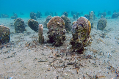 SPA/RAC at the LIFE PINNA Webinar - Restocking of Pinna nobilis in the Mediterranean
