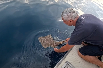 Protecting Adriatic Sharks and Rays
