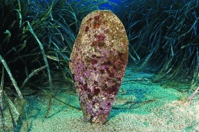 SPA/RAC at the Final Event of the LIFE PINNA Project