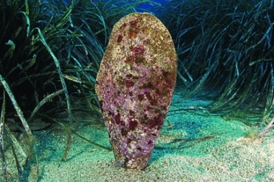 Le SPA/RAS à l'événement final du projet LIFE PINNA