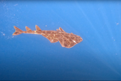 Guardian Sharks – Mettre en lumière le rôle des élasmobranches dans la mer Adriatique