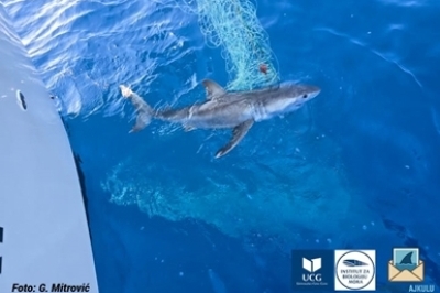 Strengthening Citizen Science for Shark Conservation in Montenegro