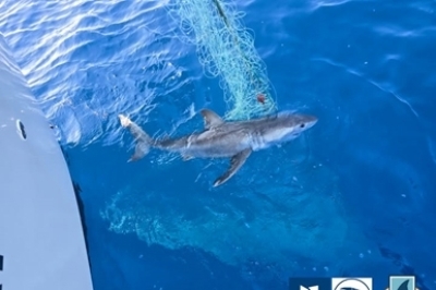 Renforcer la science citoyenne pour la conservation des requins au Monténégro
