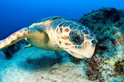 Marine Litter MED PLUS