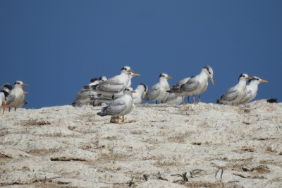 Child Project 3.1 – Soutien à la gestion et à l’expansion des aires marines protégées en Libye