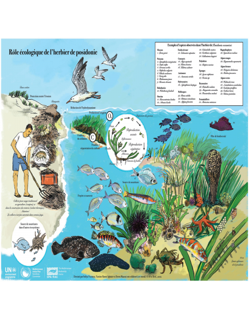 Rôle écologique de l'hérbier de posidonie