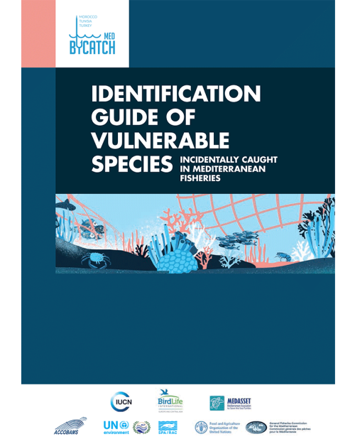 Identification guide of vulnerable species incidentally caught in Mediterranean fisheries