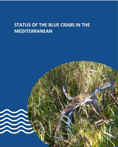Status of the Blue Crabs in the Mediterranean