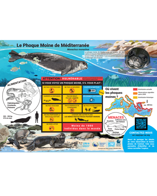 Poster sur le Phoque moine de Méditerranée (version complète)