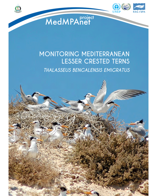 Monitoring Mediterranean Lesser Crested Terns: Thalasseus bengalensis emigratus Libya