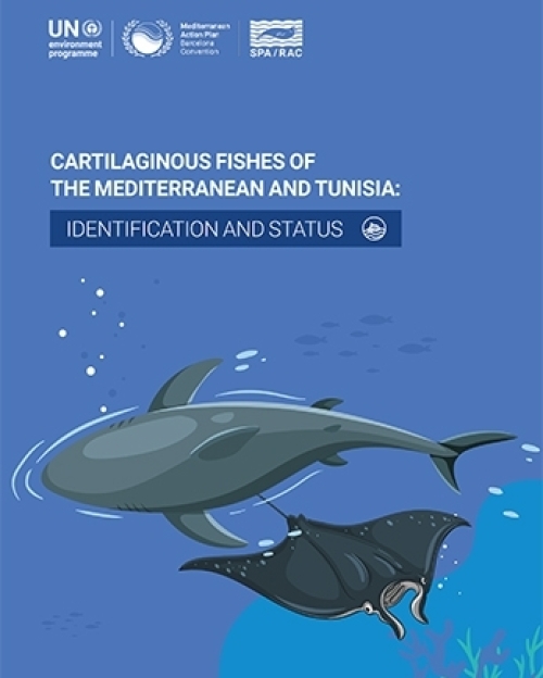Cartilaginous Fishes of the Mediterranean and Tunisia: Identification and Status