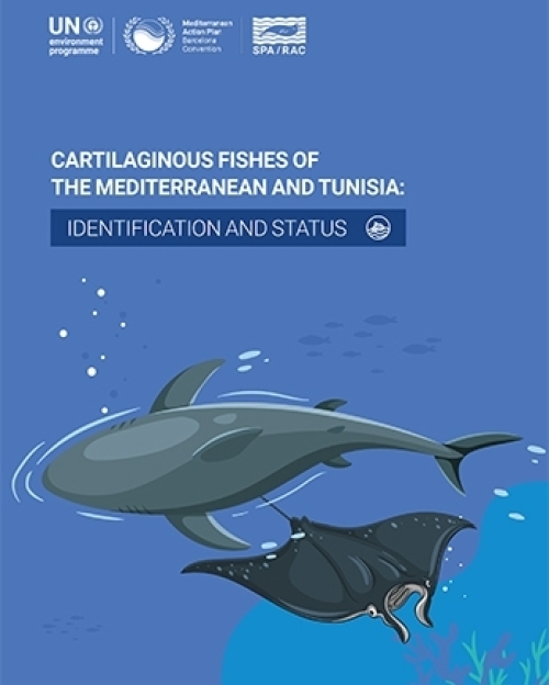 Poissons cartilagineux de la Méditerranée et de la Tunisie : identification et état de conservation