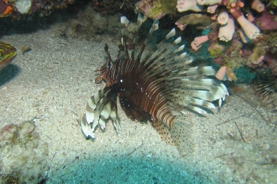 Call for consultancy on non-indigenous species Call for consultancy on non-indigenous species