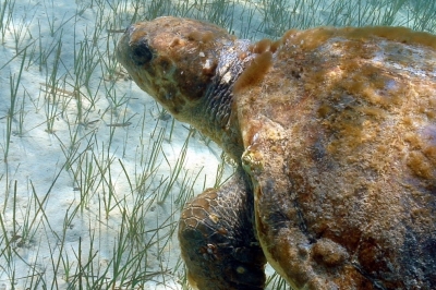 Call for consultancy on IMAP Candidate Indicator 24 related to marine litter Call for consultancy on IMAP Candidate Indicator 24 related to marine litter