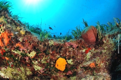 Call for consultancy Elaboration of a Resource Mobilisation Strategy for the Post-2020 SAPBIO (Fundraising expert) Call for consultancy Elaboration of a Resource Mobilisation Strategy for the Post-2020 SAPBIO (Fundraising expert)