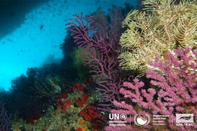 Call for consultancy: elaboration of a resource mobilisation strategy for the Post-2020 SAPBIO (Thematic Expert) Call for consultancy: elaboration of a resource mobilisation strategy for the Post-2020 SAPBIO (Thematic Expert)