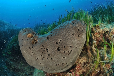 Recruitment notice for the position of ecosystem approach Projects officer Recruitment notice for the position of ecosystem approach Projects officer