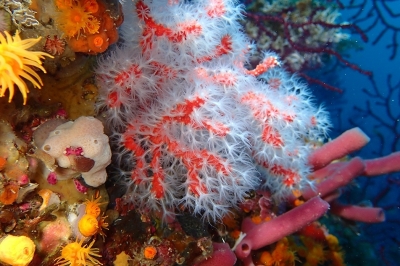 Appel à consultation pour évaluer le statut des habitats benthiques Appel à consultation pour évaluer le statut des habitats benthiques