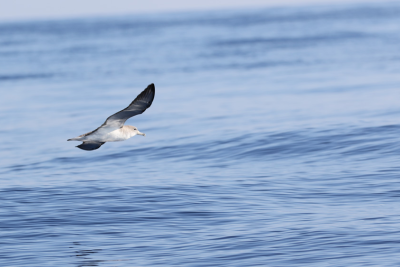 Call for consultancy for the evaluation and updating of the Mediterranean A.P. for Marine and Coastal Birds Call for consultancy for the evaluation and updating of the Mediterranean A.P. for Marine and Coastal Birds