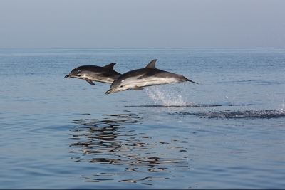 Appel à consultation pour évaluer le statut des cétacés en Méditerranée Appel à consultation pour évaluer le statut des cétacés en Méditerranée