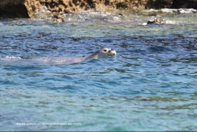 Appel à consultation pour évaluer le statut de phoque moine de méditerranée au niveau régional Appel à consultation pour évaluer le statut de phoque moine de méditerranée au niveau régional