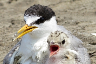 Appel à consultation pour évaluer le statut des oiseaux marins en Méditerranée
