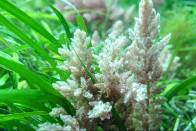 Appel à consultation pour évaluer le statut des Espèces Non-Indigènes en Méditerranée Appel à consultation pour évaluer le statut des Espèces Non-Indigènes en Méditerranée