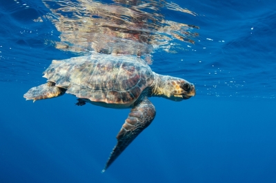 Appel à consultation pour évaluer le statut des tortues marines en Méditerranée Appel à consultation pour évaluer le statut des tortues marines en Méditerranée