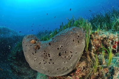 Addendum to the Call for tenders N°04/2022_SPA/RAC Addendum to the Call for tenders N°04/2022_SPA/RAC