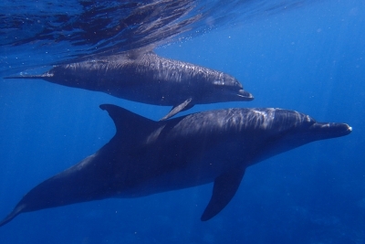 Appel à consultation pour contribuer au développement et la validation des valeurs seuils pour les bruits sous-marins impulsifs en Méditerranée Appel à consultation pour contribuer au développement et la validation des valeurs seuils pour les bruits sous-marins impulsifs en Méditerranée