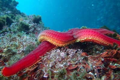 Call for consultancy to undertake a desk review on marine food webs monitoring and assessment Call for consultancy to undertake a desk review on marine food webs monitoring and assessment