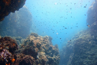 Call for consultation on the restoration of Mediterranean marine ecosystems Call for consultation on the restoration of Mediterranean marine ecosystems