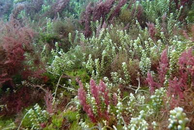 Appel à consultation pour élaborer l’état de connaissance sur le BBE et les informations disponibles sur le changement climatique et son impact sur la détermination du BEE en Méditerranée Appel à consultation pour élaborer l’état de connaissance sur le BBE et les informations disponibles sur le changement climatique et son impact sur la détermination du BEE en Méditerranée
