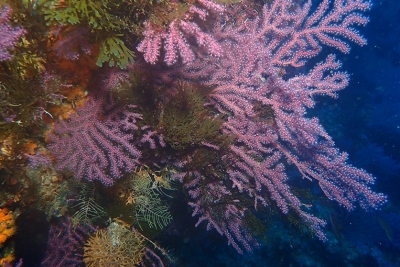 Appel à consultation pour élaborer l’état des connaissances sur le BBE et le changement climatique Appel à consultation pour élaborer l’état des connaissances sur le BBE et le changement climatique