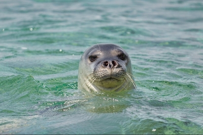 Appel à consultants pour développer des formations sur le suivi des habitats du phoque moine de Méditerranée Appel à consultants pour développer des formations sur le suivi des habitats du phoque moine de Méditerranée