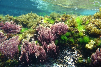 Appel à consultation pour la mise à jour des guides sur le contrôle des vecteurs d'introduction d'espèces et l'analyse des risques Appel à consultation pour la mise à jour des guides sur le contrôle des vecteurs d'introduction d'espèces et l'analyse des risques