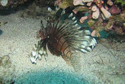 Call for consultancy to develop a draft sub-regional Action Plan on Non-Indigenous Species Call for consultancy to develop a draft sub-regional Action Plan on Non-Indigenous Species