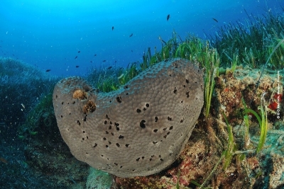 Call for consultancy on gender mainstreaming in the Post-2020 SAPBIO implementation Call for consultancy on gender mainstreaming in the Post-2020 SAPBIO implementation