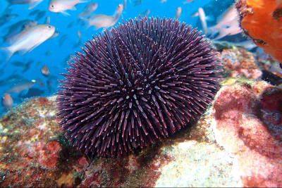 Évaluation de l'approche des Plans d'Action Régionaux pour la conservation des espèces et des habitats Évaluation de l'approche des Plans d'Action Régionaux pour la conservation des espèces et des habitats