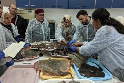 Appel à consultation pour organiser un atelier de formation sous-régional sur le suivi et l'identification des poissons cartilagineux Appel à consultation pour organiser un atelier de formation sous-régional sur le suivi et l'identification des poissons cartilagineux
